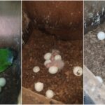 especie-ameacada,-periquito-cara-suja-volta-a-se-reproduzir-no-ceara-apos-mais-de-um-seculo