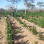 policia-encontra-plantacao-com-cerca-de-60-mil-pes-de-maconha-no-ceara