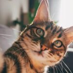 como-gatos-com-demencia-podem-ajudar-a-encontrar-cura-para-o-alzheimer