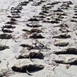 mais-de-700-pinguins-sao-encontrados-mortos-uma-semana-no-litoral-de-sp