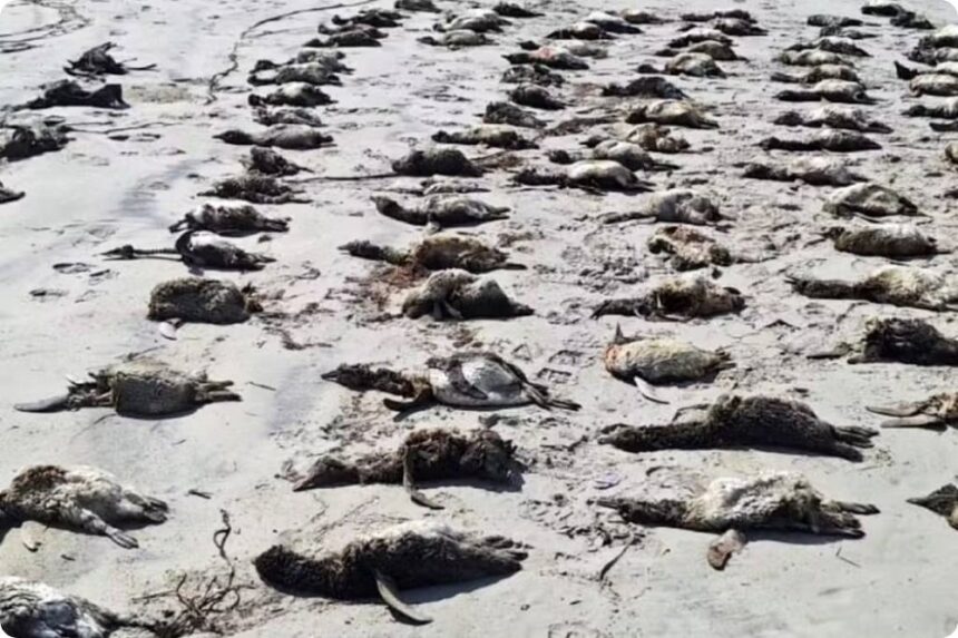 mais-de-700-pinguins-sao-encontrados-mortos-uma-semana-no-litoral-de-sp