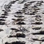 881-pinguins-sao-encontrados-em-estagio-avancado-de-decomposicao-no-litoral-de-sp