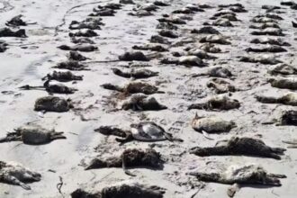 881-pinguins-sao-encontrados-em-estagio-avancado-de-decomposicao-no-litoral-de-sp