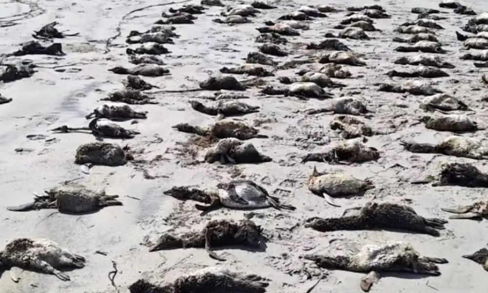 881-pinguins-sao-encontrados-em-estagio-avancado-de-decomposicao-no-litoral-de-sp
