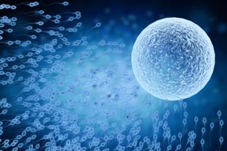 ultraprocessados-afetam-coracao-e-esperma-mesmo-sem-excesso-de-calorias,-diz-estudo