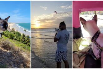 conheca-melly,-a-gata-mochileira-que-foi-a-pe-de-pernambuco-ao-ceara