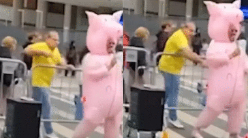 conheca-o-‘porquinho-da-paulista’,-que-foi-atacado-por-homem-com-garfo