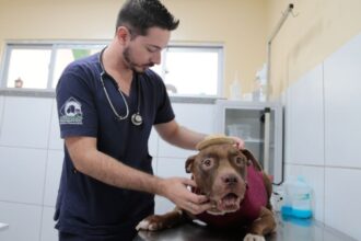 mutirao-gratuito-de-castracao-para-caes-e-gatos-e-realizado-em-fortaleza-neste-fim-de-semana