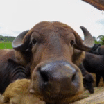 bufalos-encontrados-tomando-banho-no-rio-pinheiros-sao-transferidos-para-haras-em-suzano