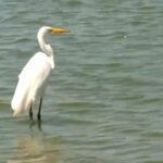 nem-os-patos-escapam:-aves-sao-furtadas-no-lago-jacarey,-em-fortaleza