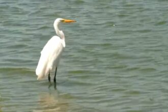 nem-os-patos-escapam:-aves-sao-furtadas-no-lago-jacarey,-em-fortaleza