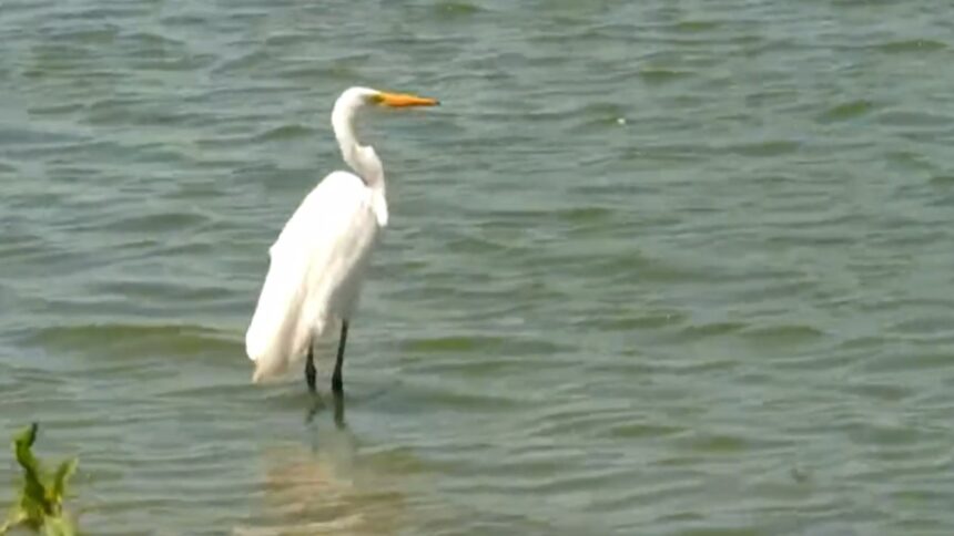 nem-os-patos-escapam:-aves-sao-furtadas-no-lago-jacarey,-em-fortaleza