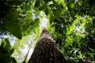 2025,-a-cop-amazonica,
os-3-guardioes-da-natureza-e-seus-legados!