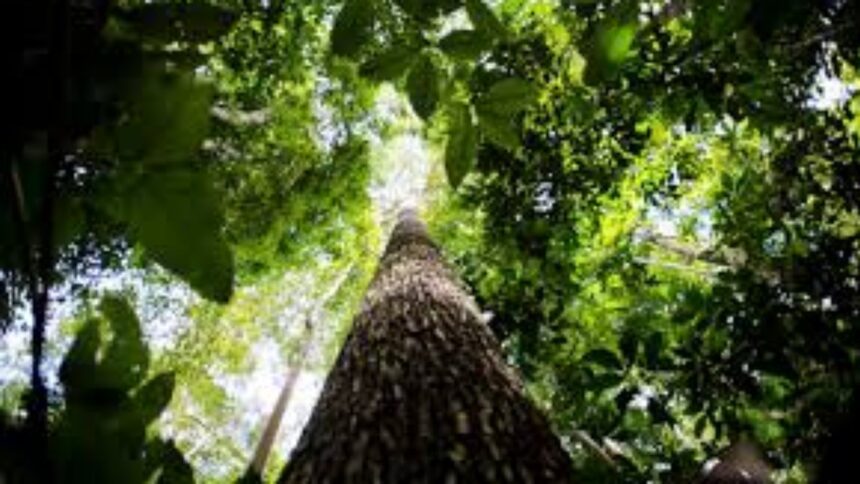 2025,-a-cop-amazonica,
os-3-guardioes-da-natureza-e-seus-legados!