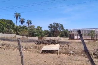 homem-foge-de-ataque-de-abelhas-e-morre-atropelado-em-estrada-no-ceara