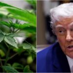 capitalismo-canabico:-apoiada-ate-por-trump,-maconha-ganha-novo-status-na-industria-farmaceutica