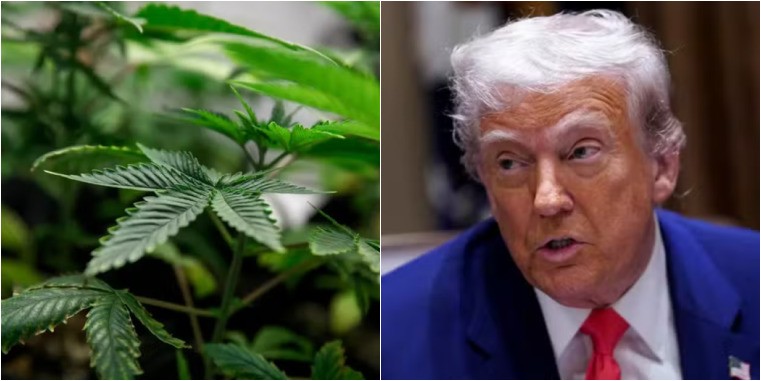 capitalismo-canabico:-apoiada-ate-por-trump,-maconha-ganha-novo-status-na-industria-farmaceutica