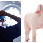 china-realiza-1o-transplante-de-figado-de-porco-geneticamente-modificado-em-humano-vivo