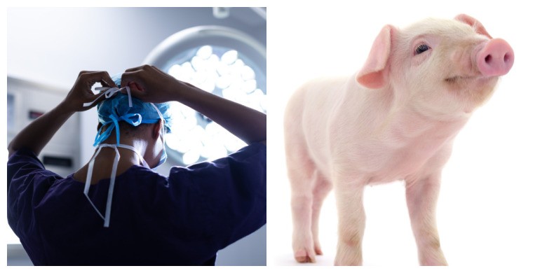 china-realiza-1o-transplante-de-figado-de-porco-geneticamente-modificado-em-humano-vivo