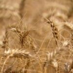 da-ervilha-ao-trigo:-conheca-os-alimentos-surpreendentes-que-podem-causar-alergias-graves