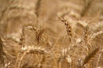 da-ervilha-ao-trigo:-conheca-os-alimentos-surpreendentes-que-podem-causar-alergias-graves