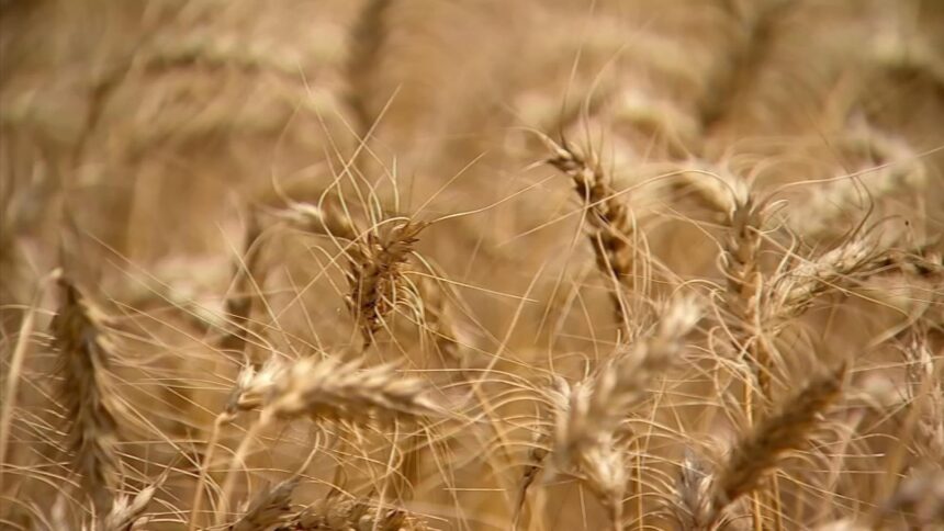 da-ervilha-ao-trigo:-conheca-os-alimentos-surpreendentes-que-podem-causar-alergias-graves