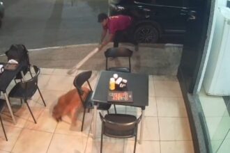 homem-e-preso-por-agredir-cachorro-com-paulada-no-ceara;-imagem-e-forte