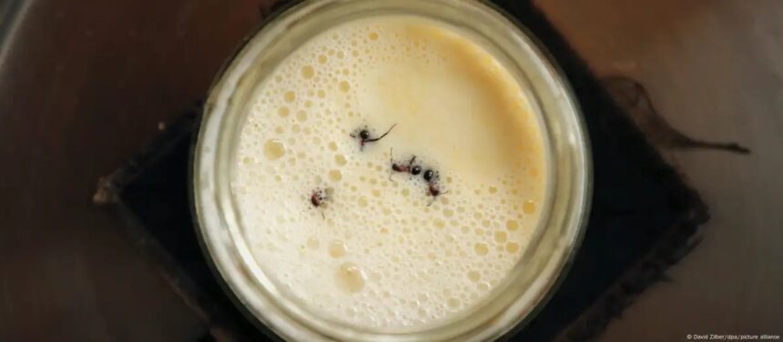 formigas-no-iogurte?-cientistas-testam-tradicao-dos-balcas