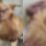 policia-investiga-maus-tratos-contra-cadela-apos-tutora-encontrar-animal-com-cortes-na-cabeca