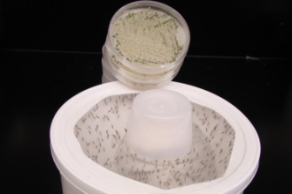 cientistas-criam-fungo-com-aroma-floral-que-elimina-mosquitos-da-dengue,-malaria-e-zika