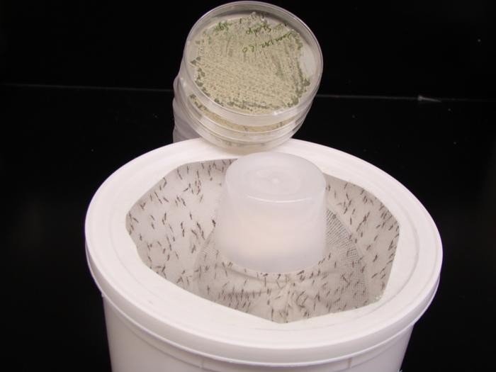 cientistas-criam-fungo-com-aroma-floral-que-elimina-mosquitos-da-dengue,-malaria-e-zika