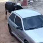 boi-furioso-destroi-carro-no-ceara;-de-quem-e-a-responsabilidade?