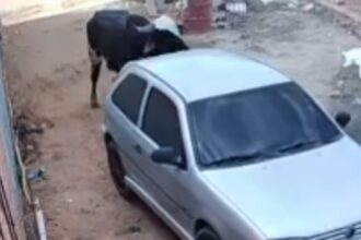 boi-furioso-destroi-carro-no-ceara;-de-quem-e-a-responsabilidade?