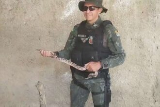 jiboia-e-resgatada-pela-pmce-em-residencia-na-cidade-de-juazeiro-do-norte