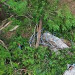 construtora-retirara-118-arvores-de-bosque-na-zona-oeste-de-sp,-apos-acordo-com-a-prefeitura