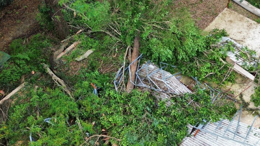 construtora-retirara-118-arvores-de-bosque-na-zona-oeste-de-sp,-apos-acordo-com-a-prefeitura