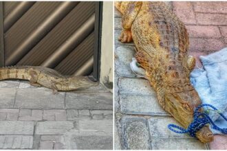 jacare-aparece-em-calcada-de-casa-no-interior-do-ceara-e-e-imobilizado-por-bombeiro-da-reserva