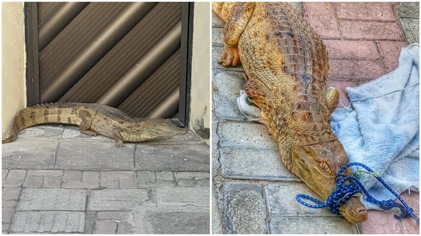 jacare-aparece-em-calcada-de-casa-no-interior-do-ceara-e-e-imobilizado-por-bombeiro-da-reserva