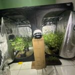 pmce-desarticula-laboratorio-clandestino-de-maconha-no-bairro-genibau