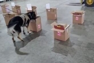 carga-com-cocaina-diluida-em-vinho-e-apreendida-pela-pf-no-aeroporto-de-fortaleza