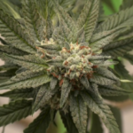 personalidade-curiosa-pode-ser-o-principal-fator-para-o-uso-recreativo-de-cannabis