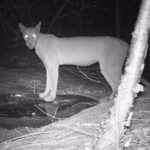 camera-noturna-flagra-onca-parda,-jaguatirica-e-mais-animais-selvagens-no-sertao-cearense