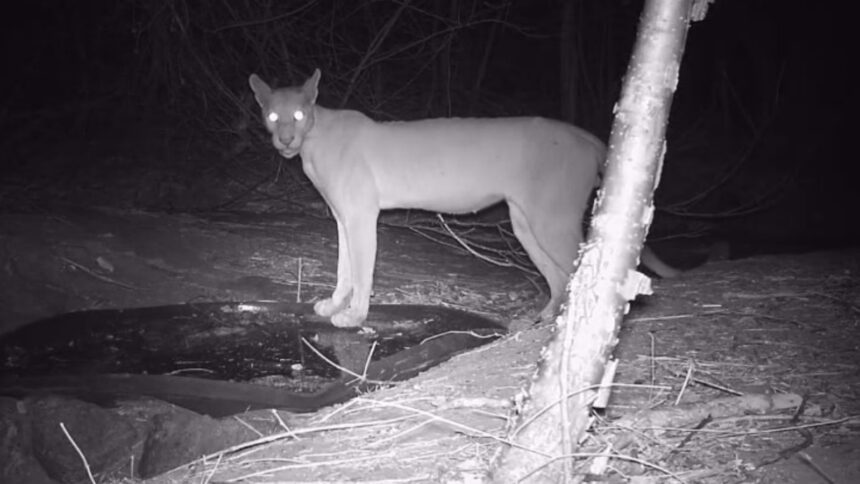 camera-noturna-flagra-onca-parda,-jaguatirica-e-mais-animais-selvagens-no-sertao-cearense
