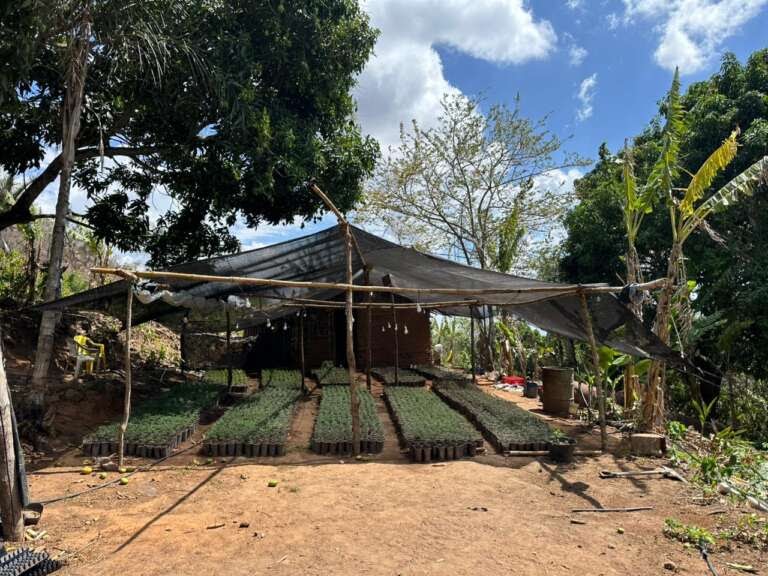 policia-militar-localiza-e-desarticula-plantacao-ilegal-de-maconha-na-zona-rural-de-redencao