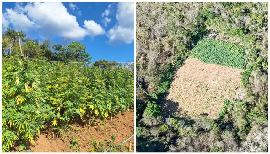 colombianos-e-brasileiro-sao-presos-pela-pf-por-plantacao-com-15-mil-pes-de-maconha-no-ceara