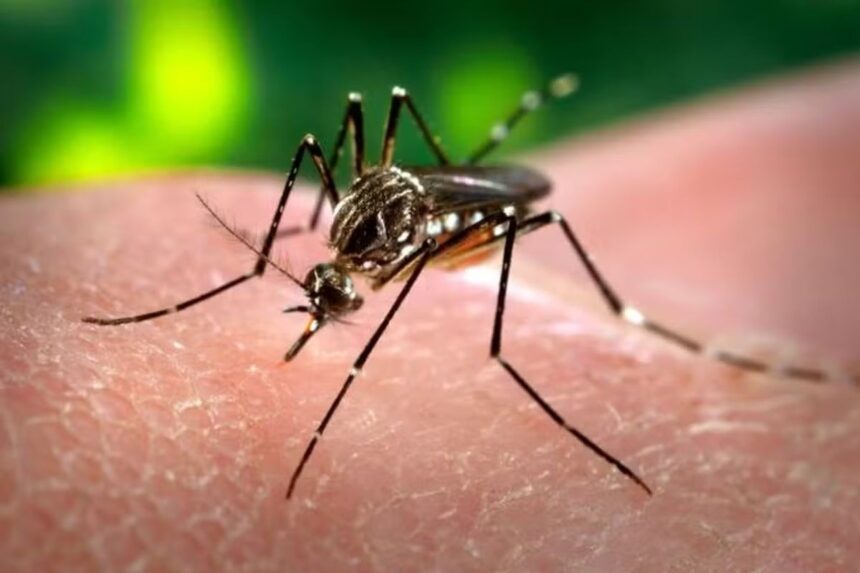 estado-de-sp-registra-a-1⁠a-morte-por-dengue-em-2026