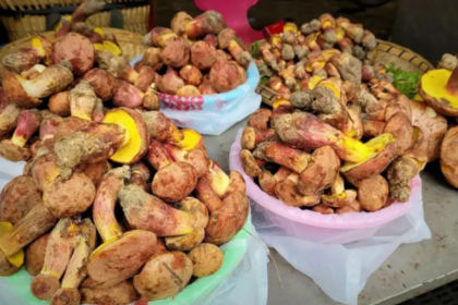 o-misterioso-cogumelo-que-faz-as-pessoas-verem-‘pessoinhas’