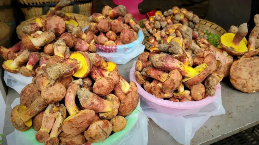 o-misterioso-cogumelo-que-faz-as-pessoas-verem-‘pessoinhas’