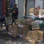 homem-e-detido-e-16-aves-silvestres-sao-resgatadas-pela-pmce-em-juazeiro-do-norte