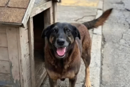 adolescentes-suspeitos-de-matar-cao-orelha-estao-nos-eua,-diz-delegado